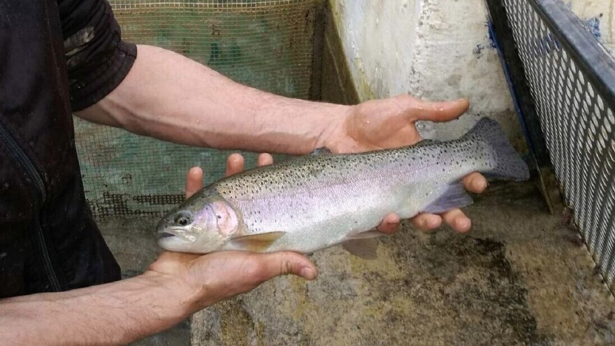 Riba smrdi od glave: Šta koči razvoj srpskog ribarstva?