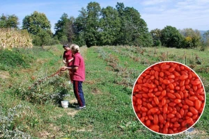 Godži bobice za dobro zdravlje: Sa jednog korena i do četiri kilograma ploda