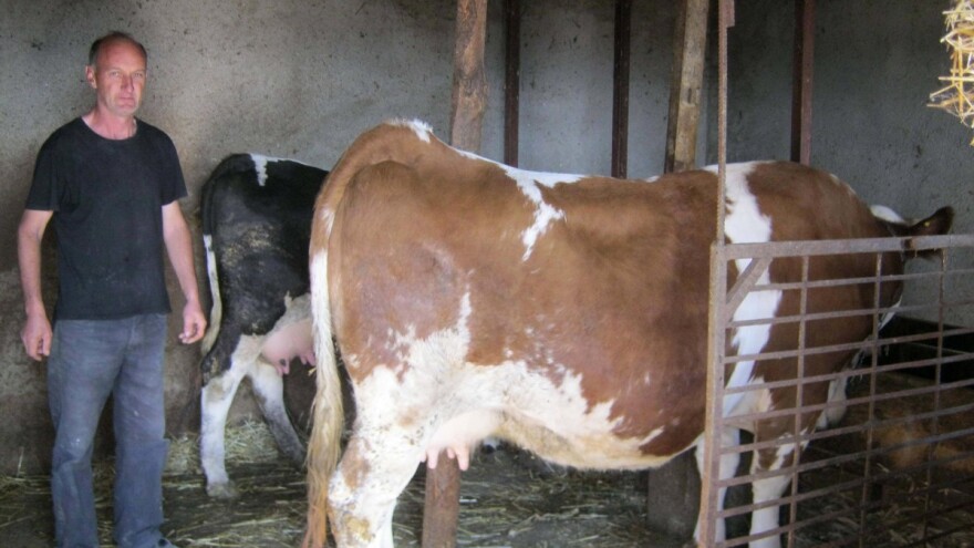 Otkup sirovog mleka pod lupom novog Pravilnika