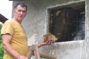 Odbegli roj pčela formirao zajednicu u prozoru