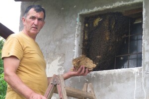 Odbjegli roj pčela formirao zajednicu u prozoru