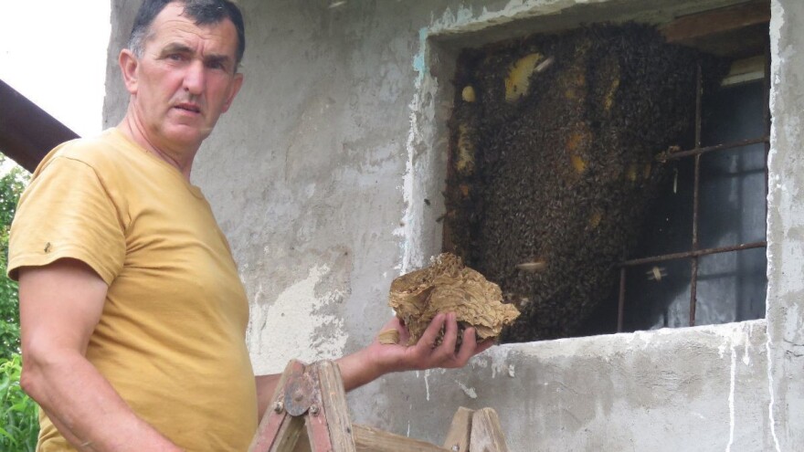 Odbjegli roj pčela formirao zajednicu u prozoru