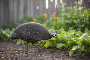 Neobična morka - prirodni neprijatelj insekata!