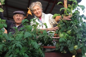 Sredina je novembra, ali samonikli paradajz još uvijek plodonosi!