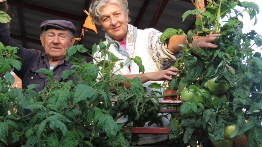 Sredina je novembra, ali samonikli paradajz još uvijek plodonosi!