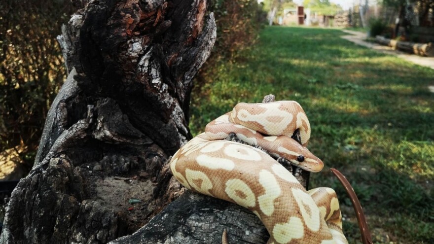 Pobegao piton pa ispuzao pred decu iz žbuna - vlasnik dobio krivičnu prijavu