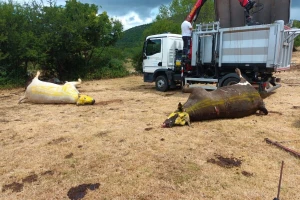 Maovičani o bedrenici: Da imaju stida i srama svi bi trebali dati ostavku. Od ministra naniže