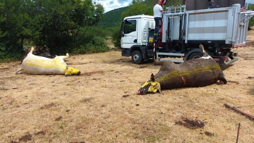 Maovičani o bedrenici: Da imaju stida i srama svi bi trebali dati ostavku. Od ministra naniže