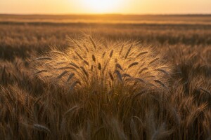 Neprimjetni kradljivac uroda