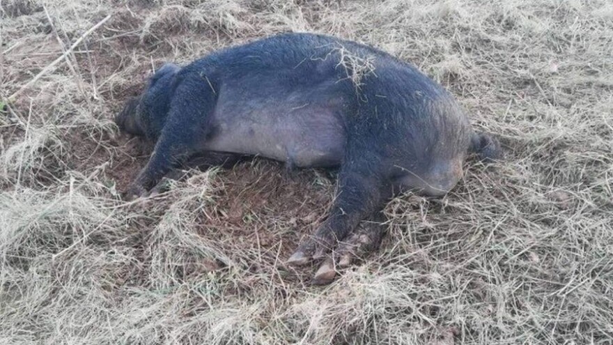 Neven Jurjević: Lovce koji su pucali na crne slavonske svinje izbacujemo iz udruge!