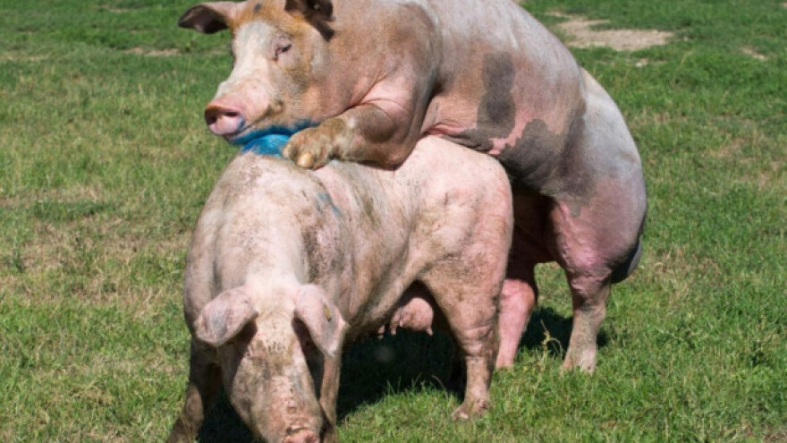 Kriva jer je tuđi nerast oplodio njenu prasicu