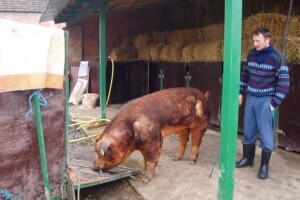 Podnošenje zahtjeva za potpore od 28. ožujka