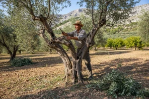 Neretljani nastavljaju tradiciju maslina i agruma