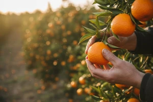 Neretvani očekuju dobar urod mandarina