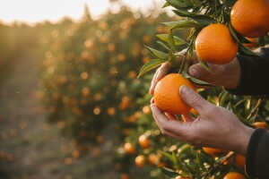 Neretvani očekuju dobar urod mandarina