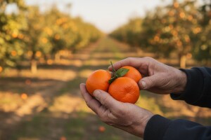 Neretvanima 1,9 milijuna kuna za mandarine