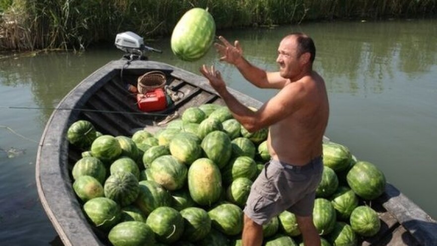 Gorka istina vrgoračkih i neretvanskih voćara