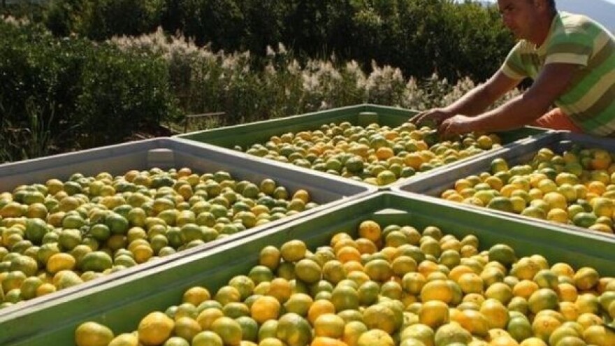 Hoće li hrvatska administracija spasiti mandarine?