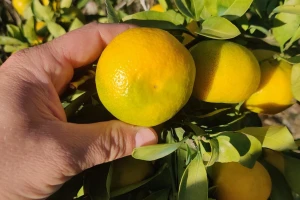 Ubrat ćemo znatno manje mandarina - po stablu prosječno tek 10-ak kilograma?