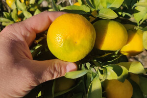 Ubrat ćemo znatno manje mandarina - po stablu prosječno tek 10-ak kilograma?