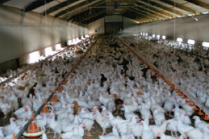 Zbog zastoja ventilacije uginulo 25.000 nesilica