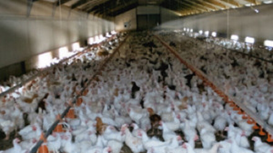 Zbog zastoja ventilacije uginulo 25.000 nesilica