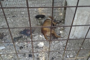 Panika u Zagori: U svega nekoliko dana otrovano sedam lovačkih pasa