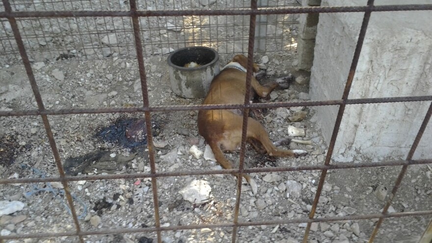 Panika u Zagori: U svega nekoliko dana otrovano sedam lovačkih pasa