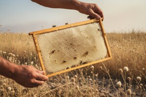 Nestašica meda pogodila Hrvatsku