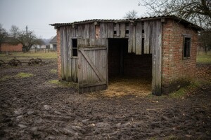 Nestašica tovljenika u slavonskim dvorištima