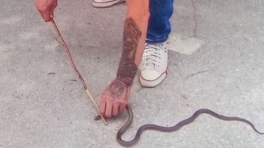 Arsenije Hadži Basur je neustrašivi lovac na zmije i stršljene