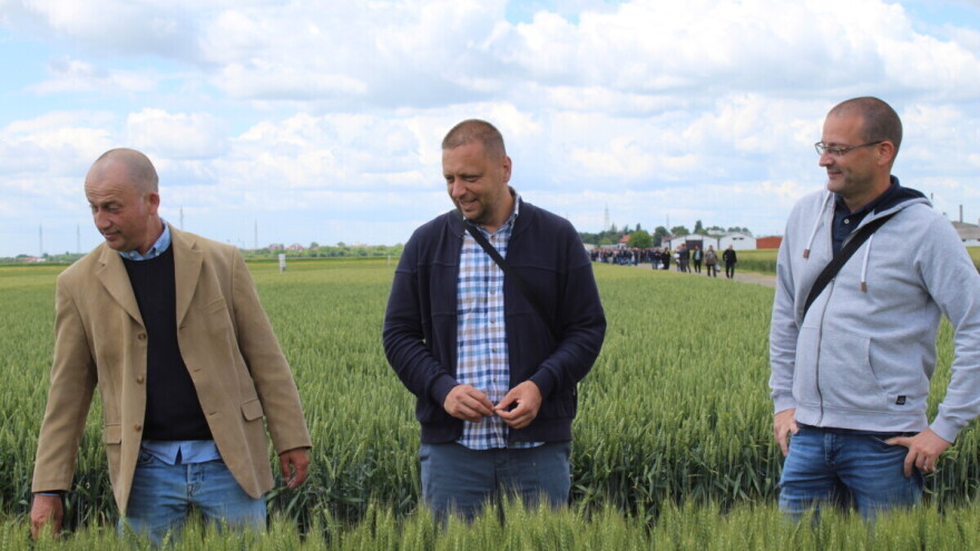 Rana prognoza prinosa, kako izgleda digitalna budućnost oplemenjivanja pšenice?