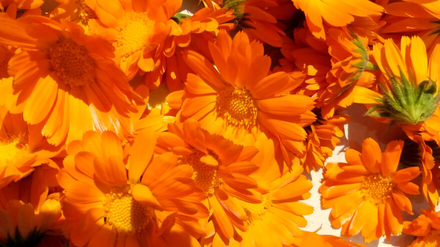 Kako se priprema i za šta koristi melem od nevena?