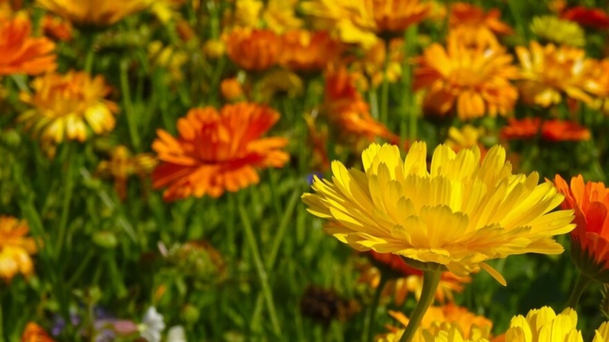 Neven i beli slez vode ka boljoj budućnosti