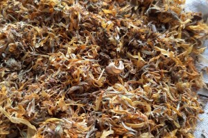 Jedan hektar nevena daje do 600 kg sušenog - plasman siguran, a cijena?