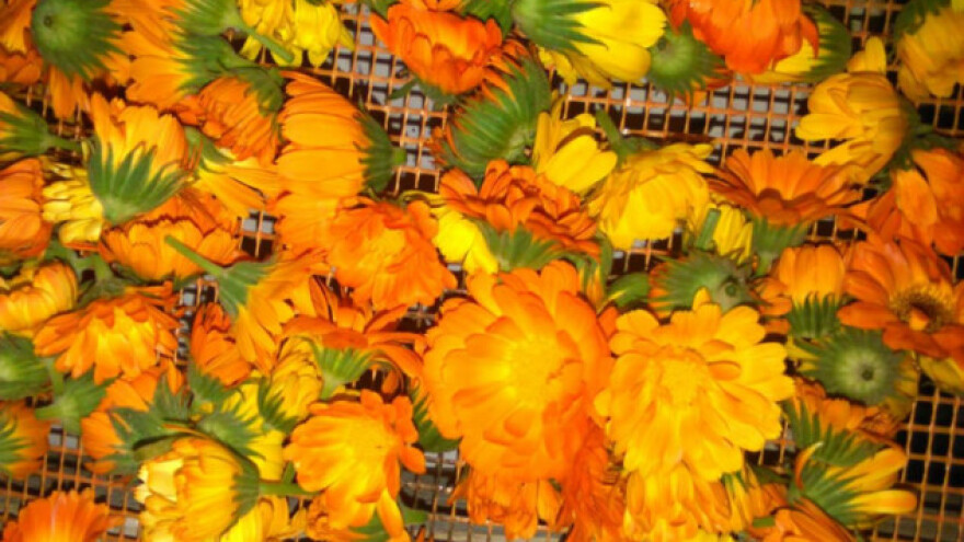 Stekla znanje o ljekobilju i pokrenila posao