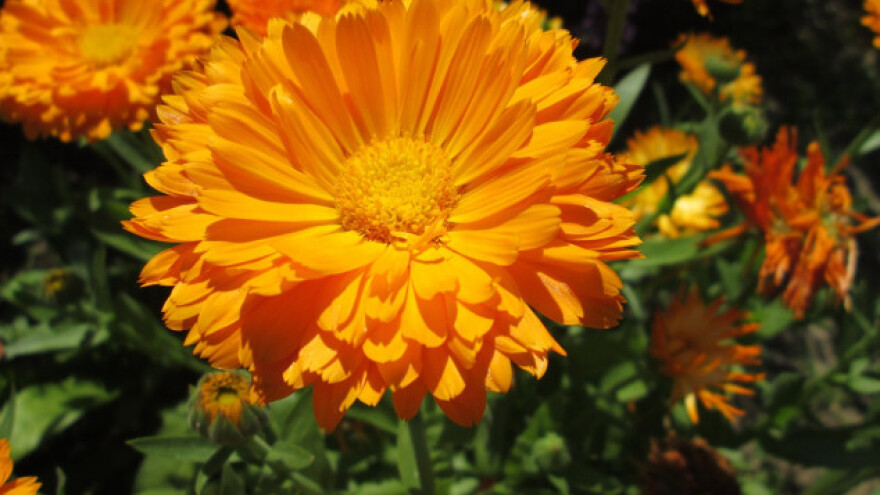 Neven je ljekovit i za ljude i za biljke