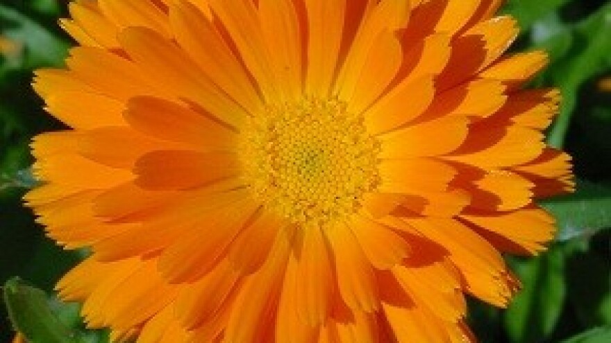 Preradom ljekovitog bilja protiv nezaposlenosti