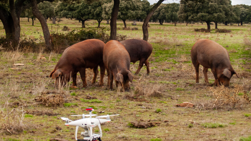 Leteća svinja: Prevozio životinju dronom do klaonice, završila na dalekovodu