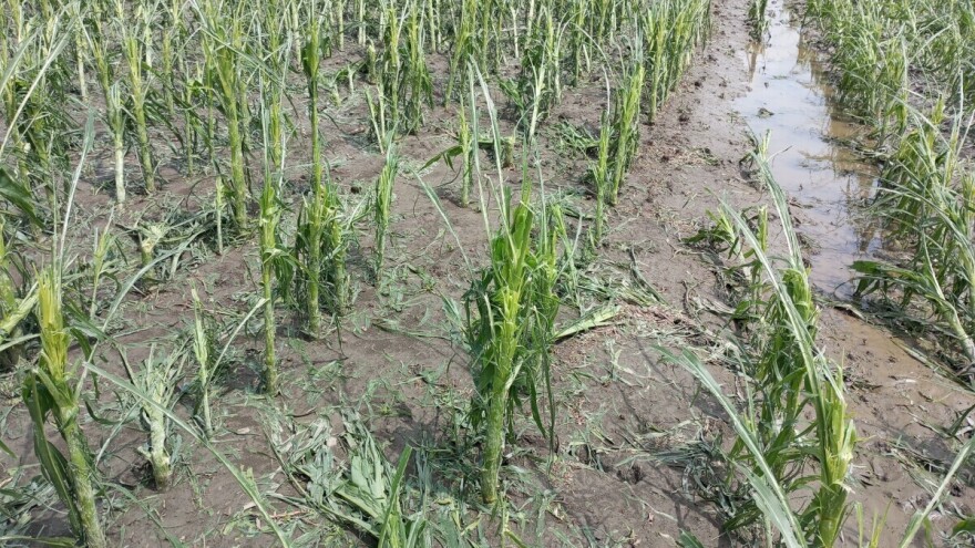 Razorna oluja im uništila useve, sada čekaju odštetu. Da li će je dobiti?