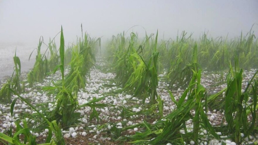 Nevreme u Semberiji uništilo usjeve!
