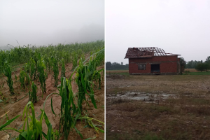 Velike posljedice nevremena: Led stukao kukuruz, uništeni plastenici, otkrivene kuće