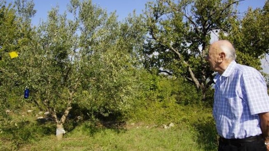 Nevrijeme uzrokovalo štete u maslinicima Imotske krajine