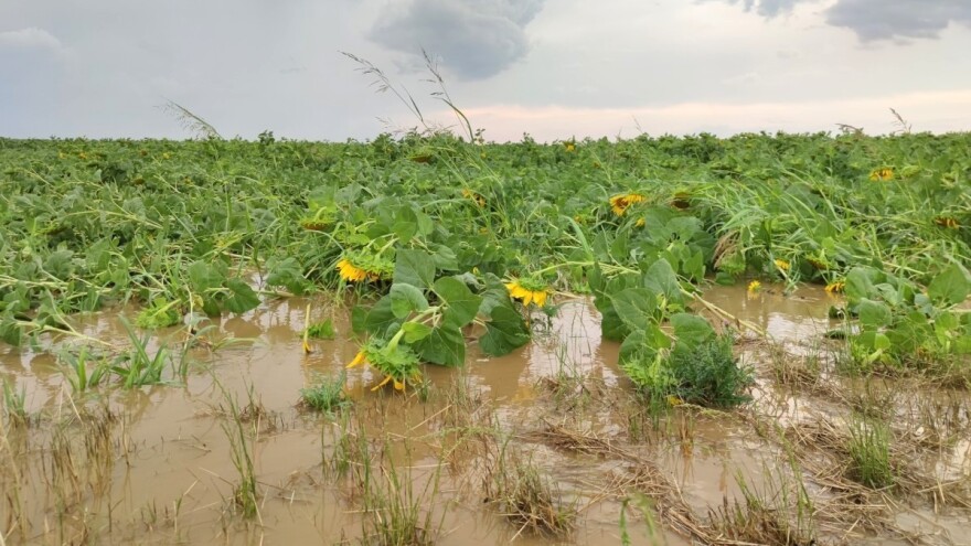 U petak ju je nazvao blagoslovom, već u nedjelju olujna kiša s tučom rušila je sve pred sobom