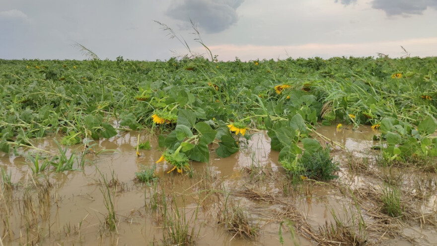 Utjecaj prekomjerne kiše praćene poplavama na poljoprivredna zemljišta u Hrvatskoj