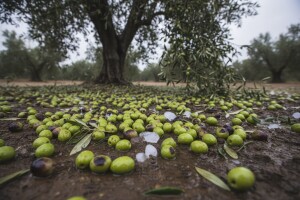 Nevrijeme uzrokovalo štete u maslinicima Imotske krajine
