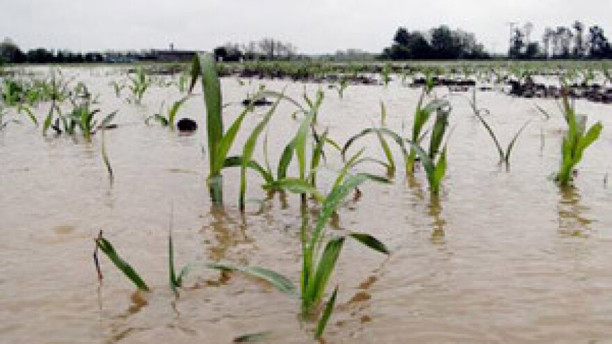 Urod bi mogao biti manji čak 70 posto