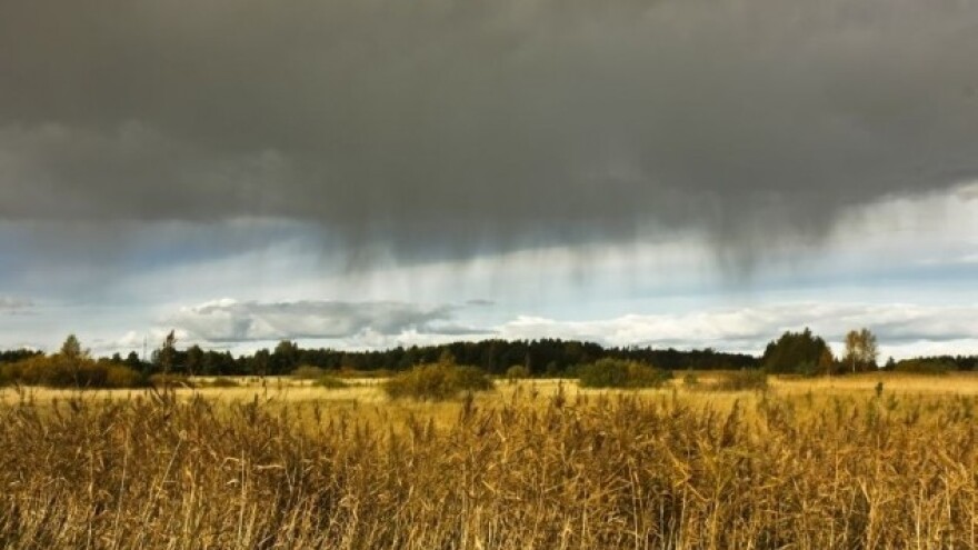 Olujne prognoze za tržište žitarica
