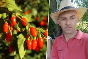 Nenad Zdravković ulaže u isplativu organsku proizvodnju godži bobica