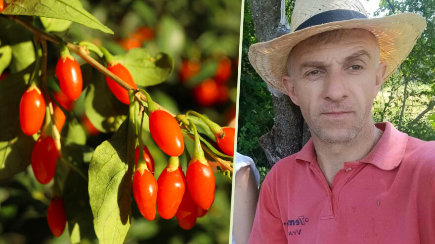 Nenad Zdravković ulaže u isplativu organsku proizvodnju godži bobica